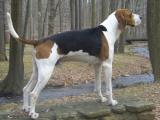 Treeing Walker Coonhound Dog - dzaglis jishebi