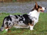 Welsh Corgi Cardigan Dog - dzaglis jishebi