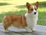 Welsh Corgi  Pembroke Dog list W