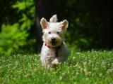 Westiepoo Dog - dzaglis jishebi