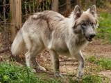 Wolf Hybrid Dog - dzaglis jishebi
