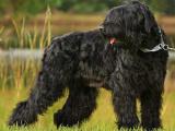 Black Russian Terrier Dog - dzaglis jishebi