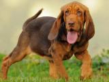 Bloodhound Dog - dzaglis jishebi