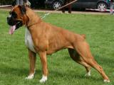 Boxer Dog - dzaglis jishebi