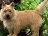 Cairn Terrier Dog - dzaglis jishebi