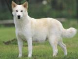 Canaan  Dog list C