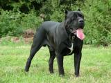 Cane Corso Dog - dzaglis jishebi