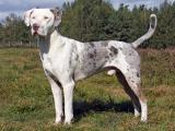 Catahoula Leopard Hound Dog list C