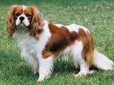 Cavalier King Charles Spaniel Dog - dzaglis jishebi