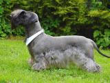 Cesky Terrier Dog list C