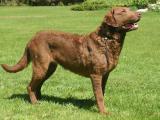 Chesapeake Bay Retriever Dog - dzaglis jishebi