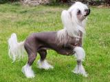 Chinese Crested  Dog - dzaglis jishebi