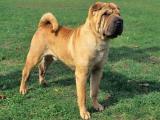 Chinese Shar Pei Dog - dzaglis jishebi