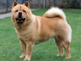 Chow Chow Dog - dzaglis jishebi