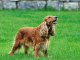 Cocker Spaniel Dog - dzaglis jishebi