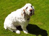 Clumber Spaniel Dog - dzaglis jishebi