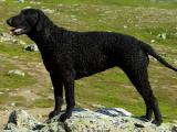 Curly-Coated Retriever Dog - dzaglis jishebi