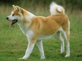 Akita Dog list A