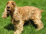 English Cocker Spaniel  Dog - dzaglis jishebi