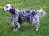 English Setter Dog list E