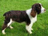 English Springer Spaniel Dog list E