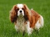 English Toy Spaniel Dog list E