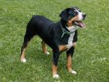 Entlebucher Mountain  Dog list E