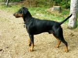 German Pinscher Dog - dzaglis jishebi