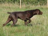 German Shorthaired Pointer Dog - dzaglis jishebi