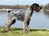 German Wirehaired Pointer Dog - dzaglis jishebi