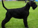 Giant Schnauzer Dog - dzaglis jishebi