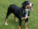 American English Coonhound Dog - dzaglis jishebi