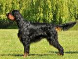 Gordon Setter Dog - dzaglis jishebi