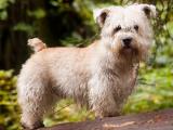 Glen of Imaal Terrier Dog - dzaglis jishebi