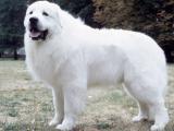 Great Pyrenees Dog - dzaglis jishebi