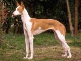 Ibizin Hound Dog - dzaglis jishebi