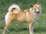 Icelandic Sheepdog Dog list I