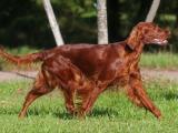 Irish Setter Dog - dzaglis jishebi