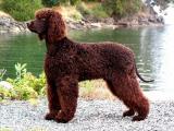 Irish Water Spaniel Dog - dzaglis jishebi