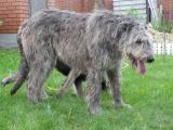 Irish Wolfhound Dog - dzaglis jishebi