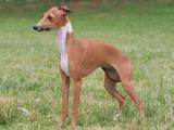 Italian Greyhound Dog - dzaglis jishebi