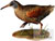  Chicken-like-Marsh 