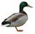 Duck-like