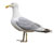 Gull-like