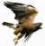 Hawk-like