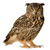 Owl-like