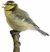 Perching-like