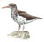 Sandpiper-like