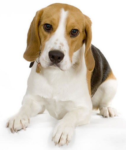 Dog Breeds Info