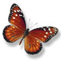 Butterfly species